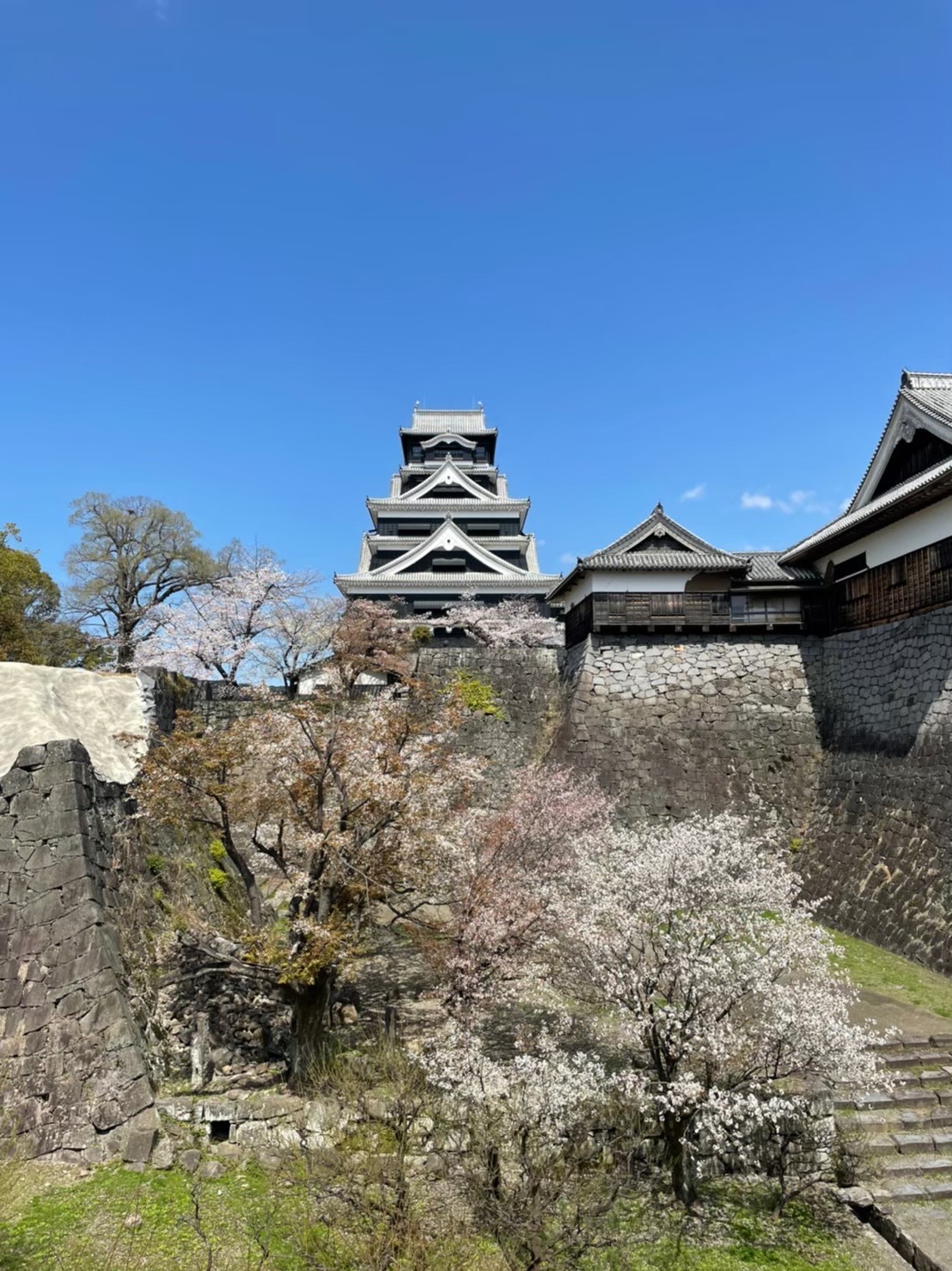 熊本城桜