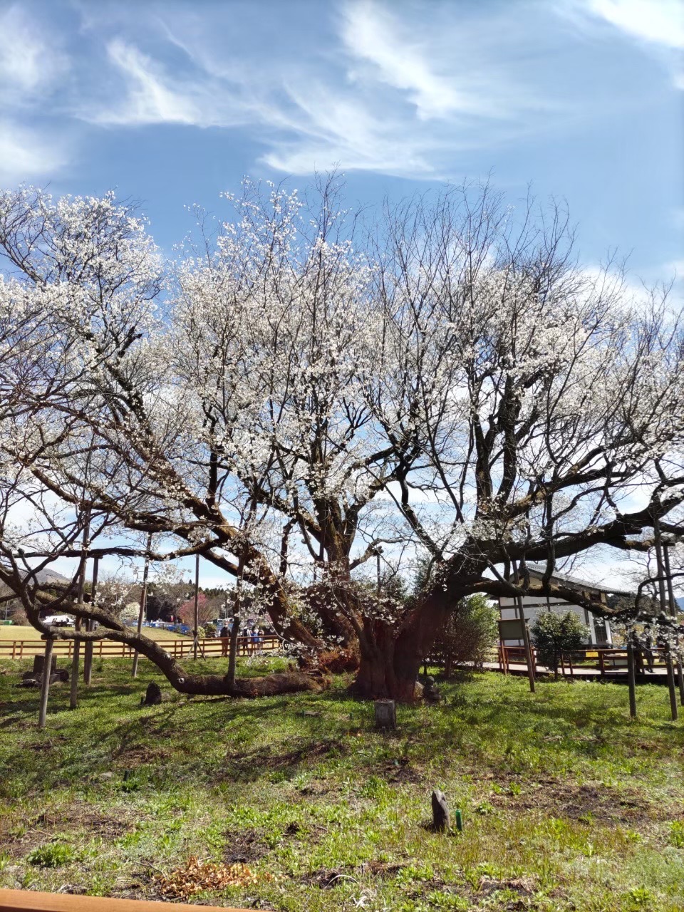 一心行の大桜