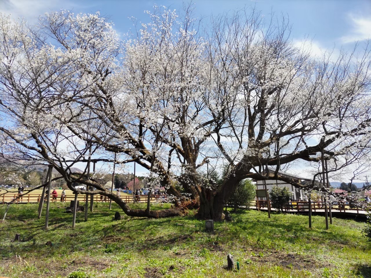 一心行の大桜