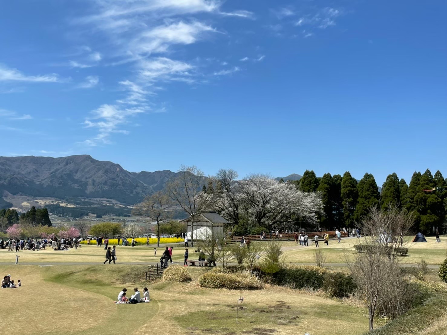 一心行の大桜