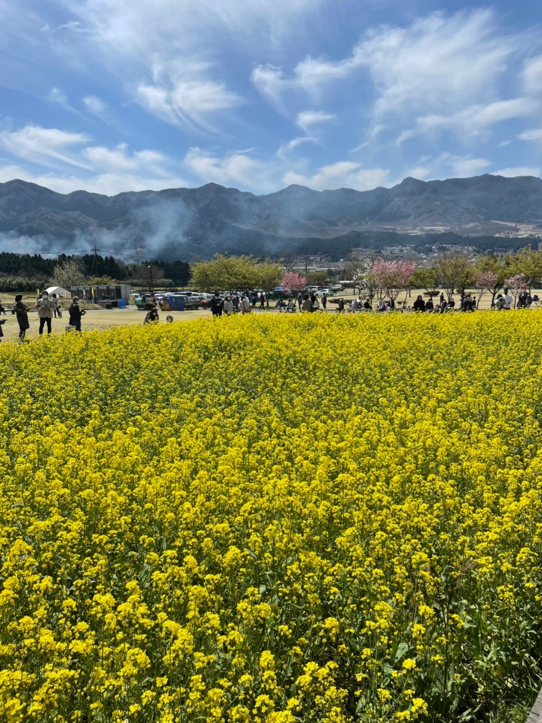 一心行の大桜菜の花