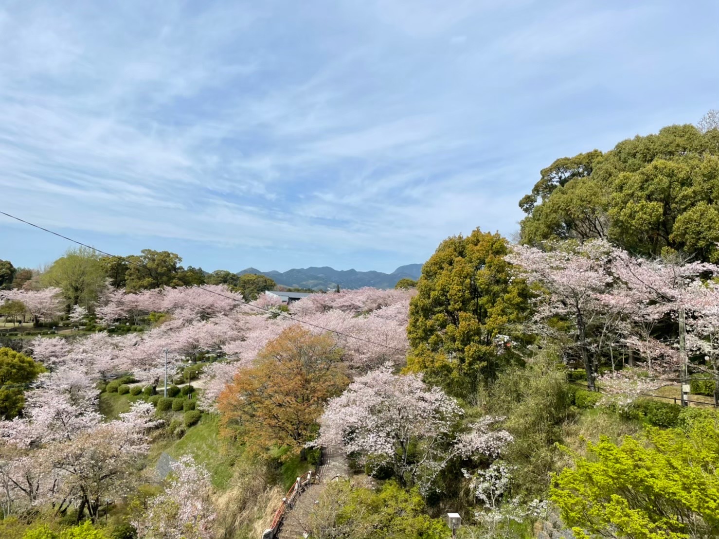 菊池公園桜風景