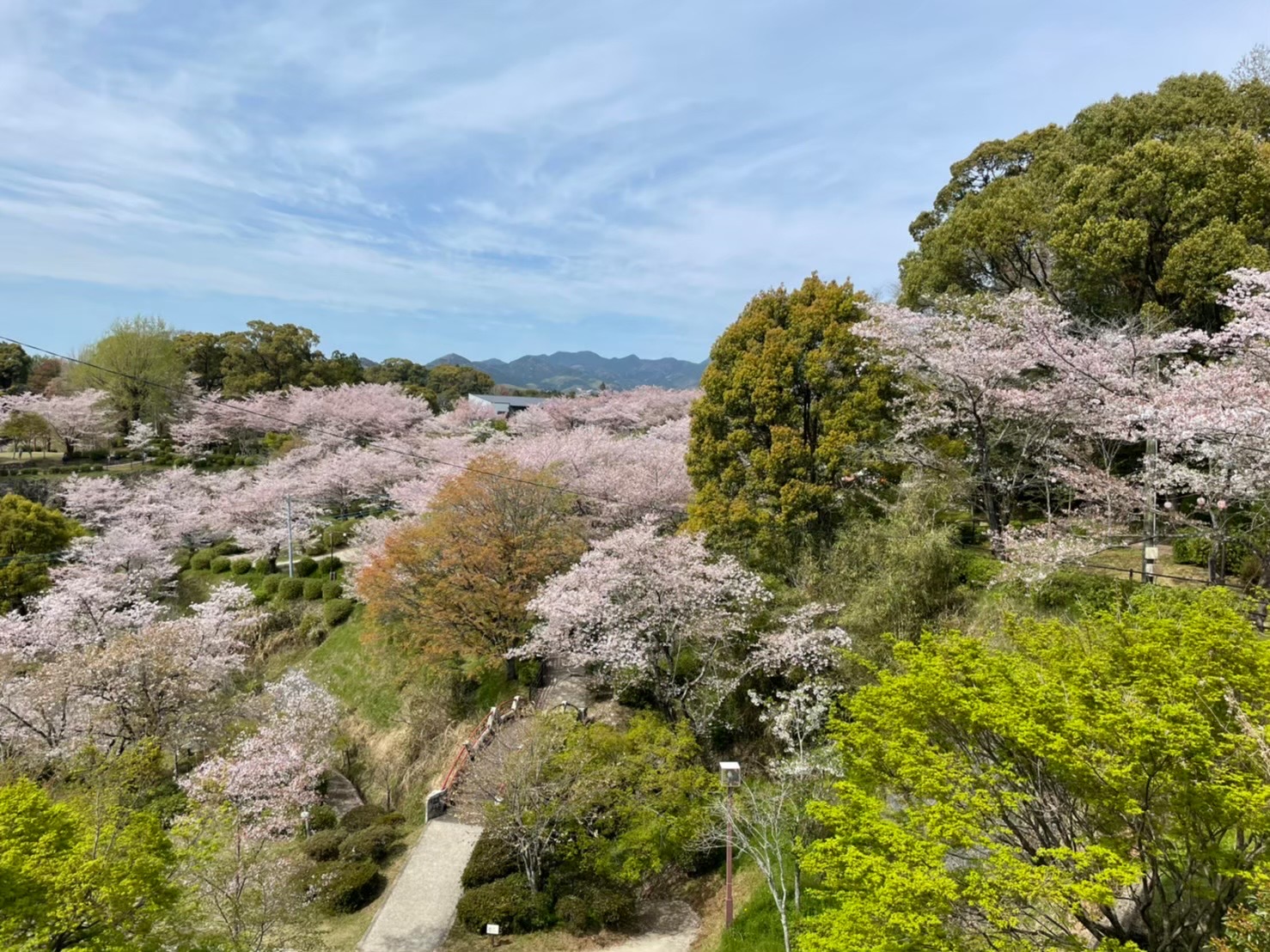 菊地公園桜風景