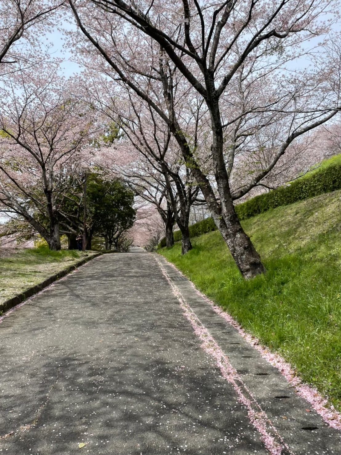 菊池公園桜