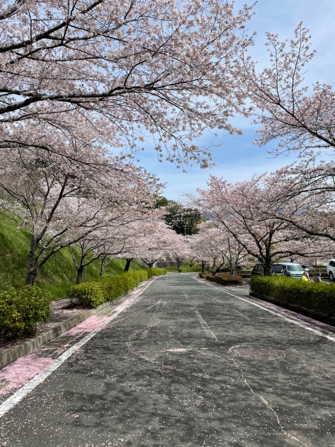 菊池公園駐車場